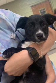 RainbowValleyVt's tweet photo. “Cisco” is a 9 week old, adorable mixed breed. He has had his first set of vaccines and will need more to complete his puppy vaccines. Cisco is a high energy puppy that loves to play! He could benefit from puppy
classes to help channel his energy. Help us find his FUR-EVER home! https://t.co/Xr4QRcD3qk
