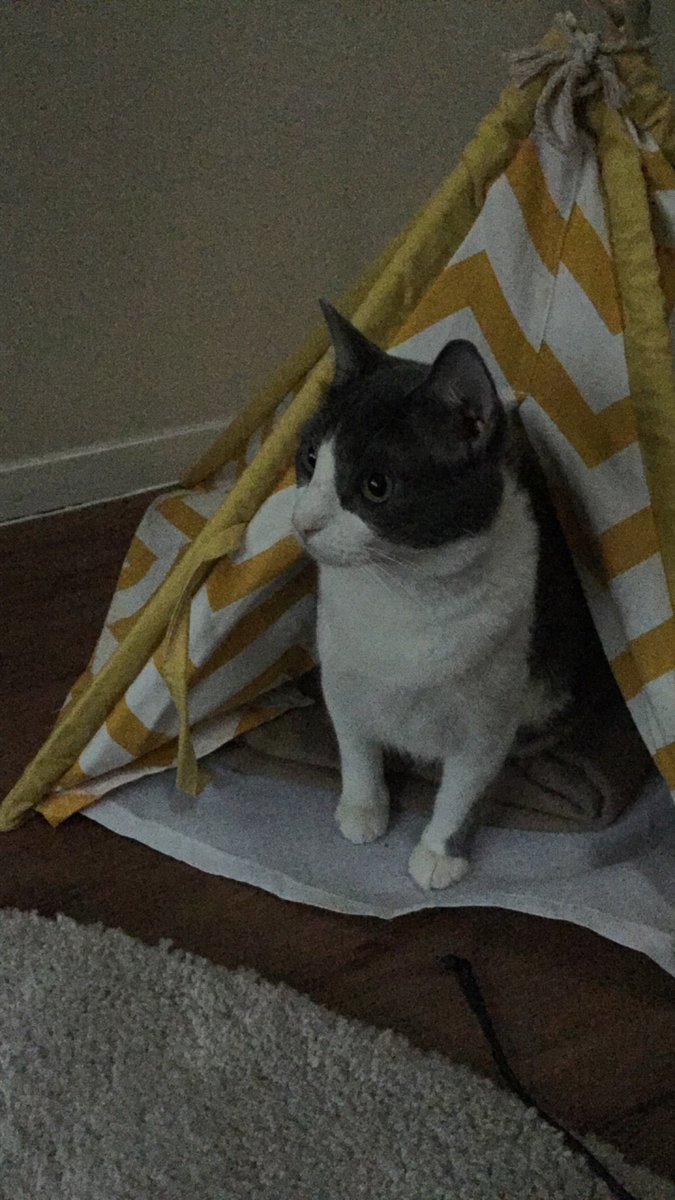 JakeJohnATX's tweet photo. Day 62 of posting pictures of my cat until I find him and bring him home #austinlostandfoundpets #atx #help #lostcatsoftexas #lostcatstexas #lostpet #missing #arboretum #Austin #findhumphrey #catsoftwitter https://t.co/sr1rpHdUBZ