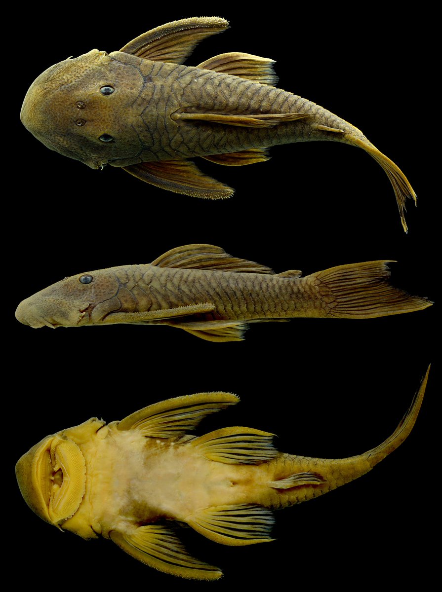 IchsAndHerps's tweet photo. A New Species of Chaetostoma (Siluriformes: Loricariidae) Expands the Distribution of Rubbernose Plecos Eastward into the Lower Amazon Basin of Brazil by Meza-Vargas et al.
DOI link: https://t.co/2i1aQrgw6E
50-day free access link: https://t.co/0miOTsedFE
#ASIHPub https://t.co/x4VFXGwiBs