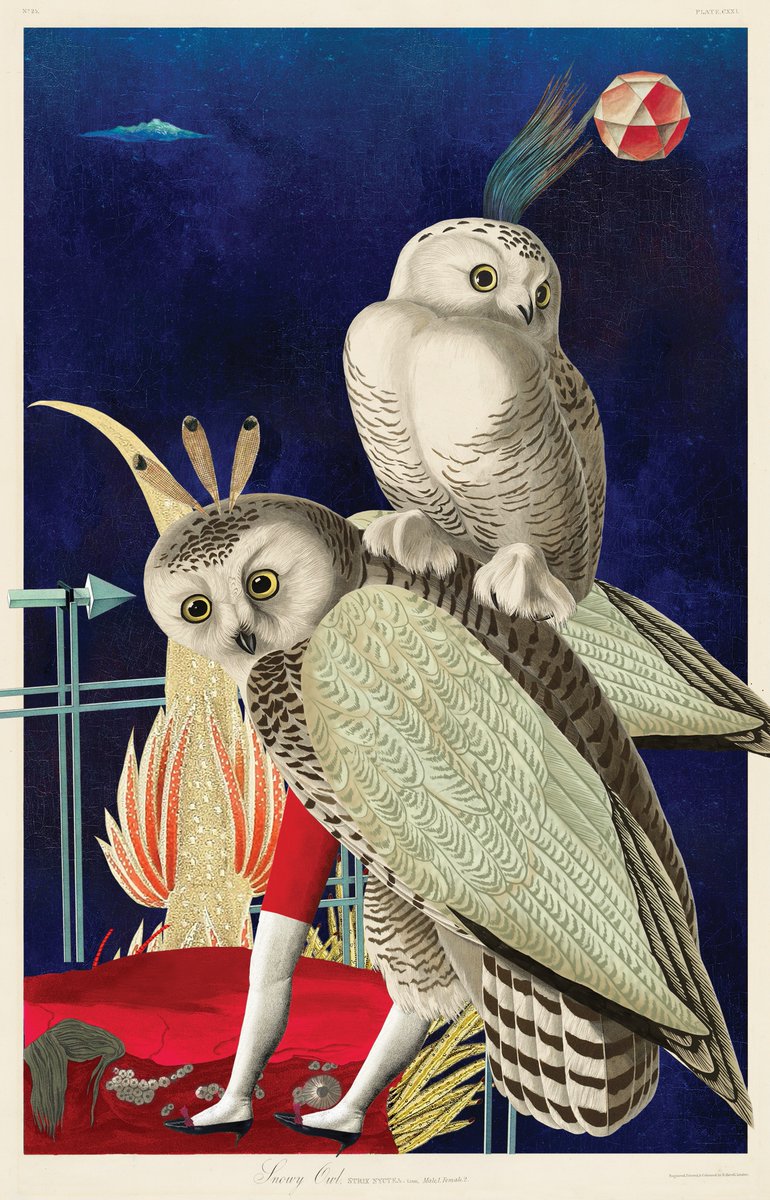 Although one of these owls is currently hitching a ride, Snowy Owls actually have a 4-5 foot wingspan and can fly up to 46 mph! #NFTs #NFTdrop

Birds of Sōlis collection by <a href="/VarvaraAlay/">Varvara Alay</a> is minting now on snowcrash.com