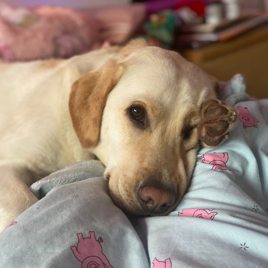 Dogs for Good tweet media