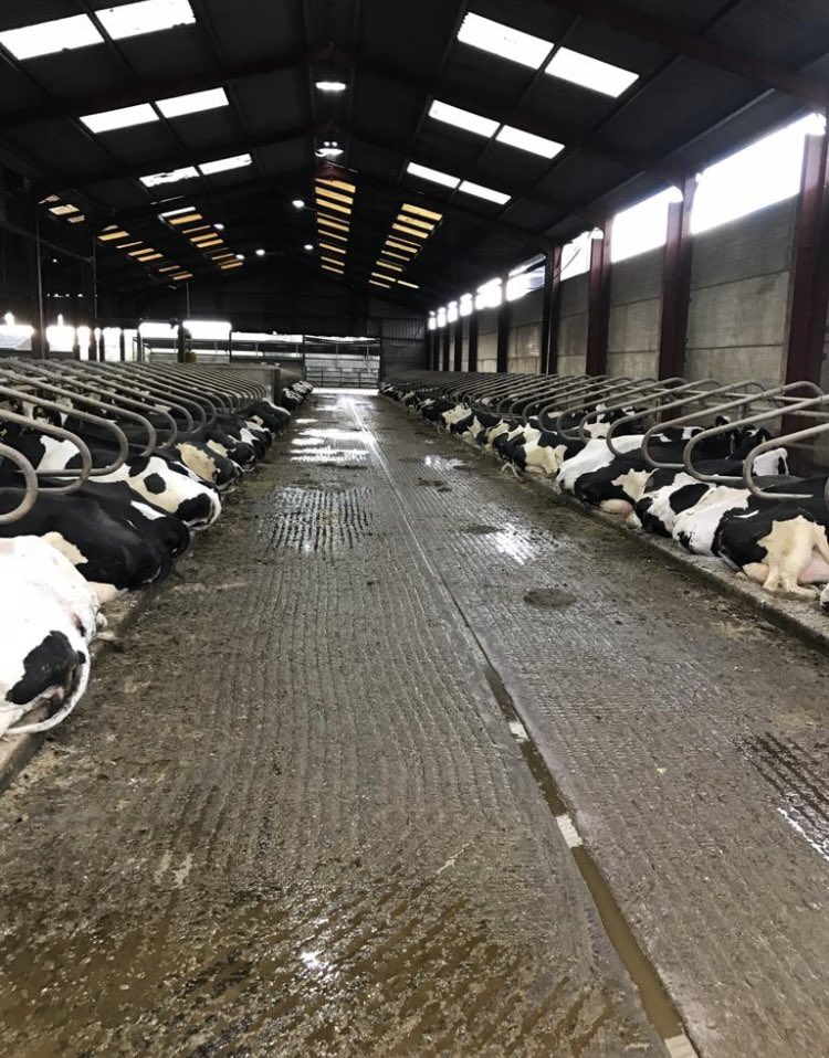 kiteconsulting's tweet photo. 🙌 Hands-on Herdsperson wanted to join @nikpole &amp; team #LoveCows 
🥛 Leading AM milking with PM kept free for proactive cow management 
🐄 500 cows achieving 11k litres +
🧬 AI experience important
💷 Generous &amp; flexible package available 
https://t.co/Zc6LCXfCYC https://t.co/XEt7UZc101