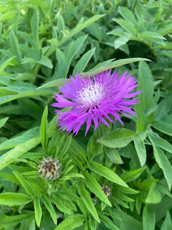 friendsTBcon's tweet photo. Visit #ThunderBay's Centennial Botanical Conservatory. So much beauty, inside and out!
1601 Dease Street, west off Balmoral, open 10am-4pm daily.
Donations are welcome at the door.
#TBay #BotanicalGarden #TBaycation #staycation #YearOfTheGarden https://t.co/fz661iuUho