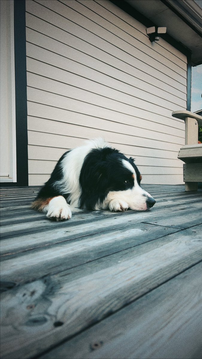 Dispos Only tweet media