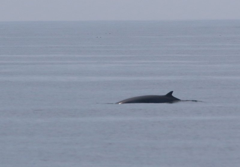 martin_batt's tweet photo. Just completed another really enjoyable and productive @naturetrek wildlife tour of North Devon, supported by @CentreBraunton, National Trust @NorthDevonNT, and not least, Tim Jones @TimJ_NDevon, our fantastic Lundy expert. Highlights: the High Brown Frits, and a Minke Whale😜 https://t.co/VSyGawNnT2
