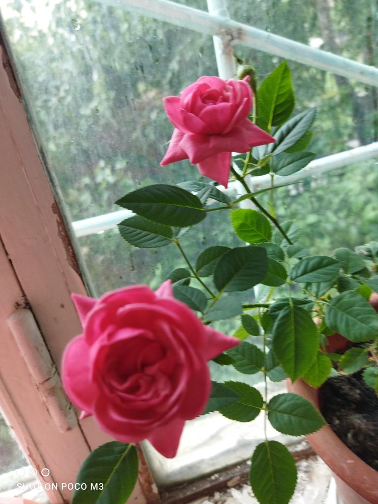 paskoval802's tweet photo. #rose #балкон #лоджия #цветы #цветок #Flowers #photo #saratov #растения #green #wow #beautiful #love #саратов #розы #роза #photographer #photographers #photograghy #mood #Summer2022 #Summer #home https://t.co/biRziiporg