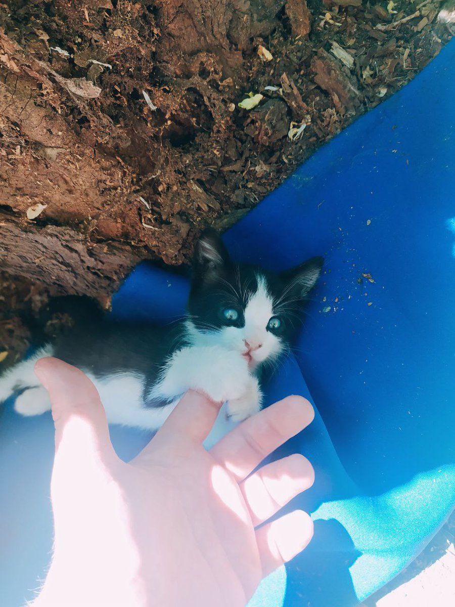 1UnknownPainter's tweet photo. Look at the expression on his face.😺🤭

#UnknownPainter #animals #art #picture #inspiration #cat #cats #kitty #blue #black #white https://t.co/GFwOAhIhXW