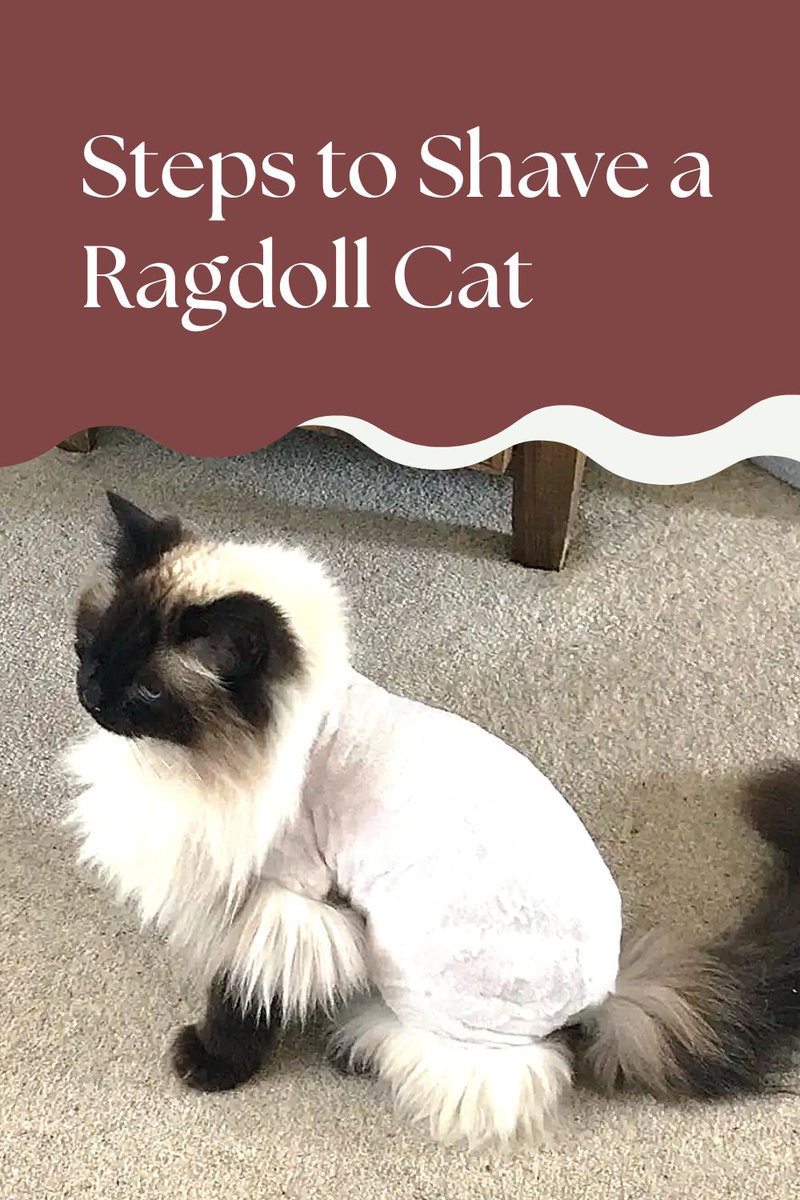 QueriesCat's tweet photo. When does your #cat require shaving? 

Ways to shave #agdollcats

Learn more: https://t.co/yyXW7gd9Id https://t.co/ANF297hefG