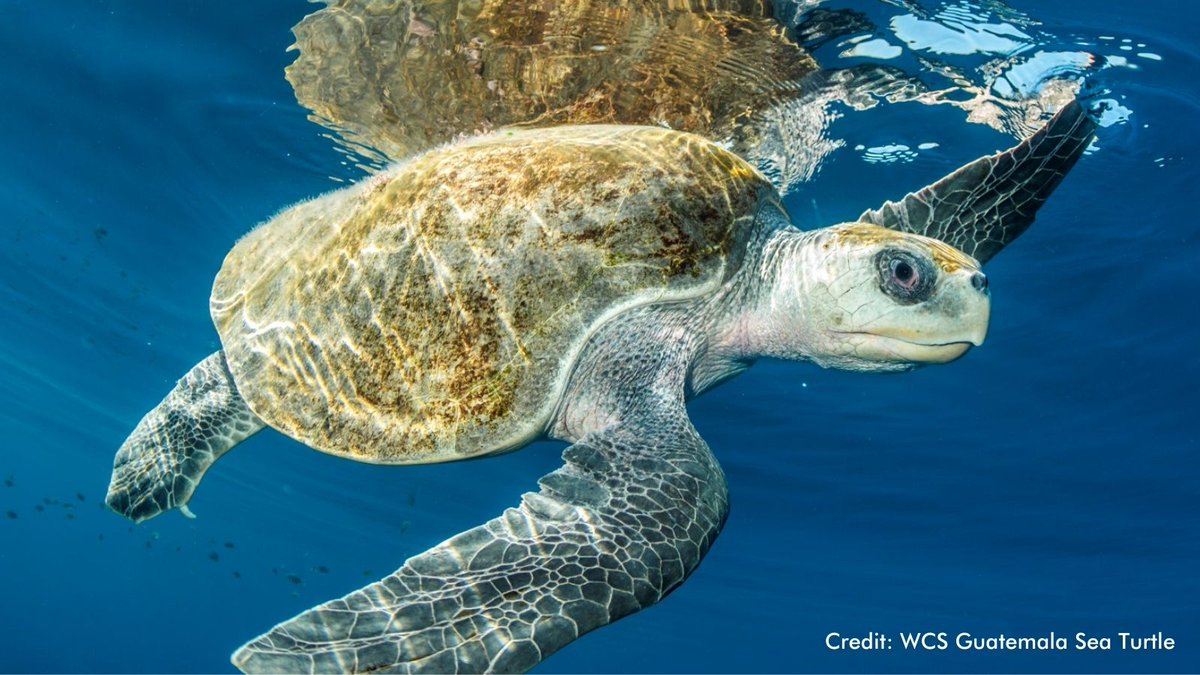 TheWCS's tweet photo. Guatemala has expanded its marine protection to 13% of its waters and 8 marine protected areas, announced at @TheWCS #30x30 event. #UNOC2022 
https://t.co/liHkjeA5ri https://t.co/QyA3bSDGPS