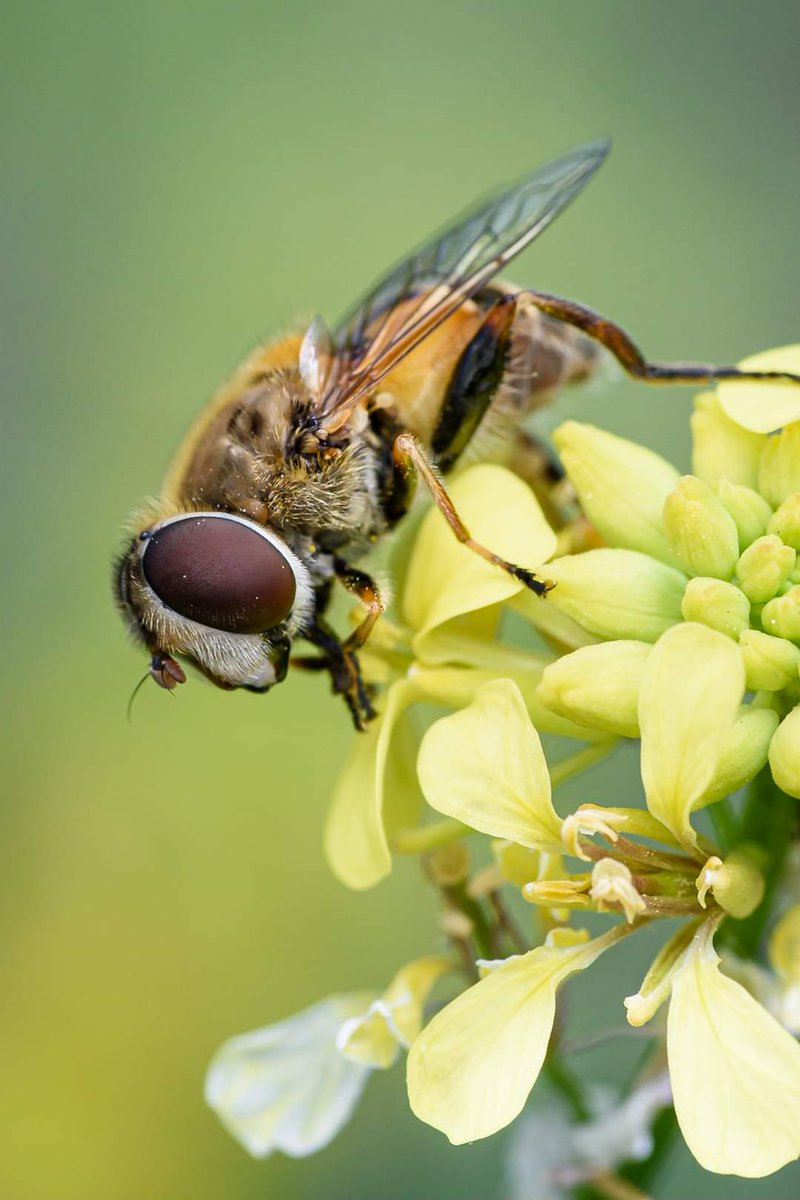 Buen día TL!
Esta bella Palpada meigenii esta presente un buena parte de Chile: desde Coquimbo hasta Los Lagos. Es un polinizador común en zonas rurales. Sus larvas son activas recicladoras de nutrientes. Se les suele moscas abejas por su similitud con ellas #MoscasFloricolas