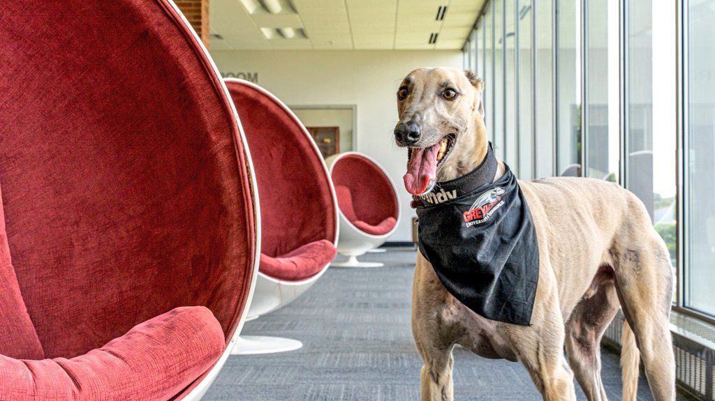 uindyhound's tweet photo. Two pieces of @uindy history.
#eggchairs #gradypack #uindy #livemascot https://t.co/LJeLO2XyfZ