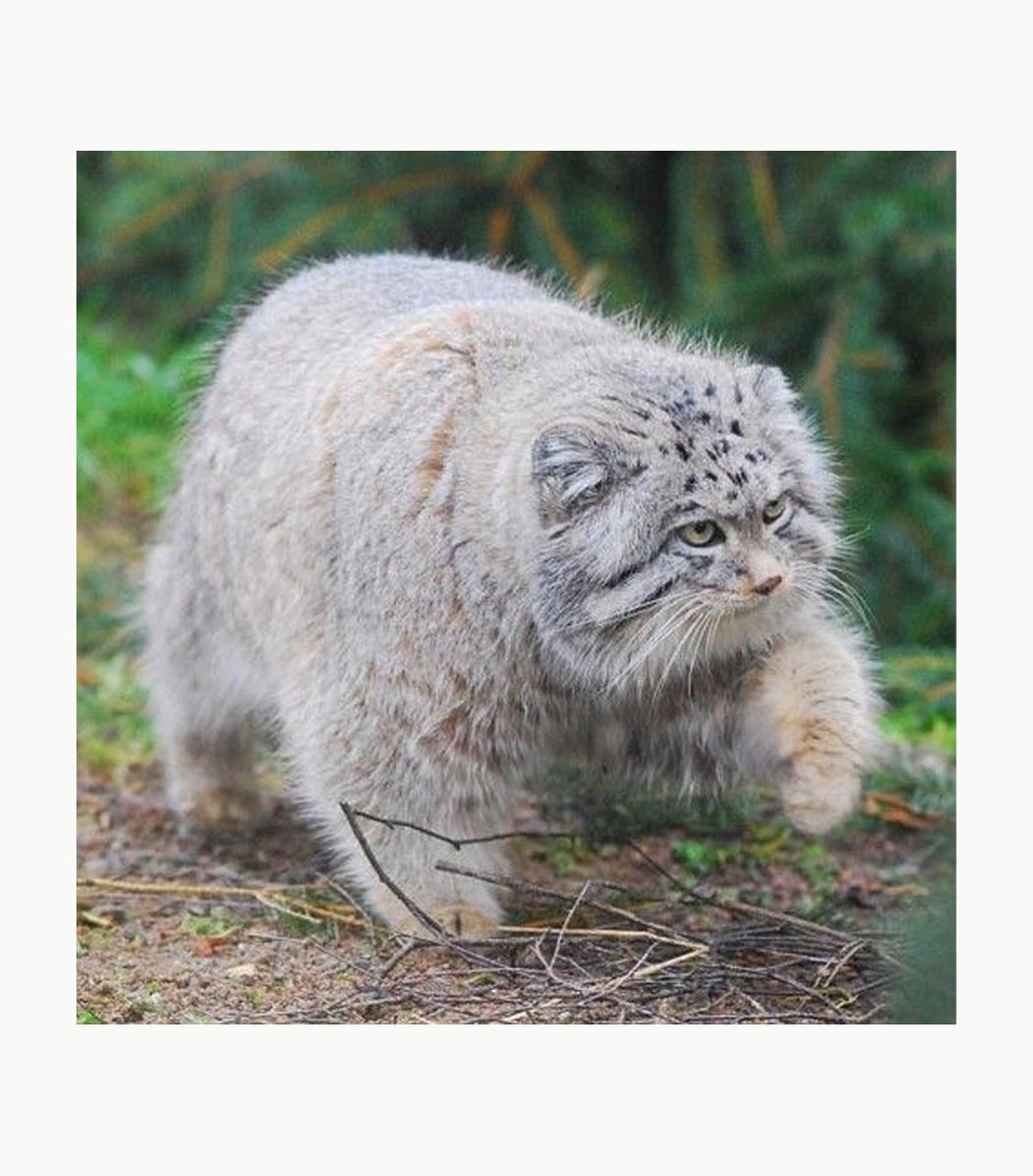 Pallas's cat 