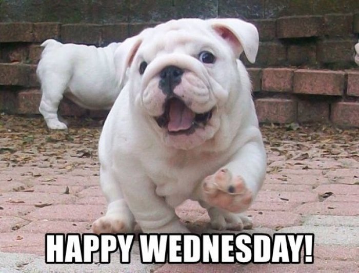 jadorepetbeds's tweet photo. Hope it's a great day! https://t.co/ZXpb78WNr8