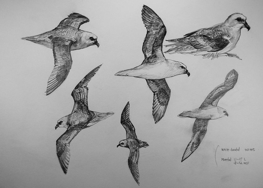 haiiromizunagi's tweet photo. #メグロシロハラミズナギドリ #WhiteHheadedPetrel #Pterodromalessonii #Pterodroma #ミナミオナガミズナギリ #BullersShearwater #Ardenna を #スケッチ #ドローイング 昨日の #ミズナギドリ #Petrel #Shearwater の続き‥外洋の鳥ばかりだが、今度のは北太平洋のサンマ、アカイカの漁場によく居る‥ https://t.co/at1ngj8Qu8