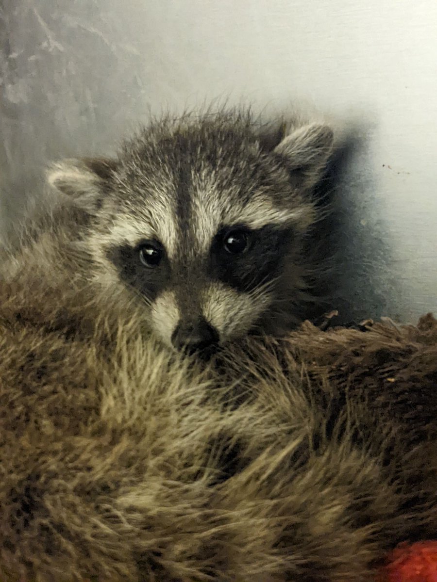 awarewildlife's tweet photo. Last Call for Baby Campaign '22! - https://t.co/jRTwYDLva2 https://t.co/Tm8Wo2ZrV4
