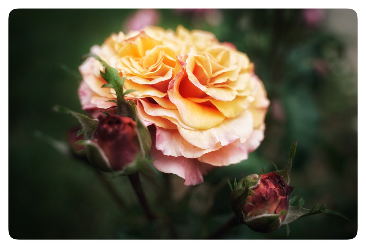 Hand of Fate Photography tweet media