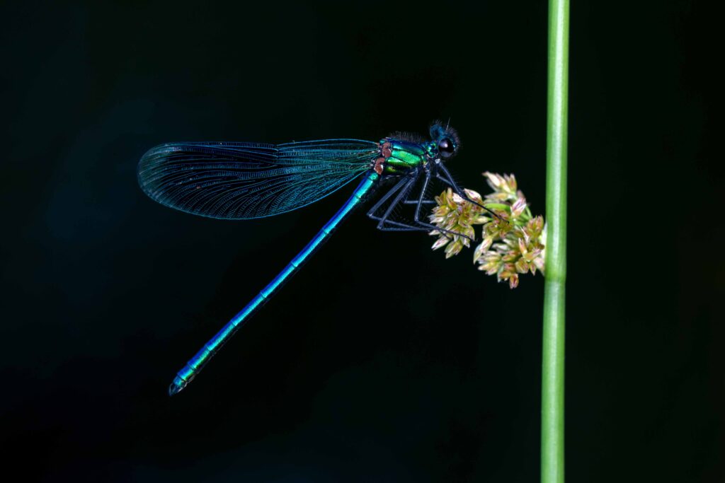 sussexlocal's tweet photo. Workshop on 17th July at RSPB Pulborough Brooks for people looking for opportunities to photograph nature and wanting to learn how to better use their camera https://t.co/2c0Uxkhwao #rspb #pulboroughbrooks #photography #wildlife #nature #naturereserve #workshop #cameratechniques https://t.co/rk9FHAYNBh