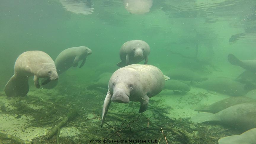 savethemanatee's tweet photo. It's a Fact!
Manatees do not form traditional family units and do not live in herds or pods. They are semi-social & come together in aggregations for common habitat requirements such as food & warm water.
Find more facts at https://t.co/8DspBpm8jq #manateefact #WildlifeWednesday https://t.co/oZdGuW6yWt