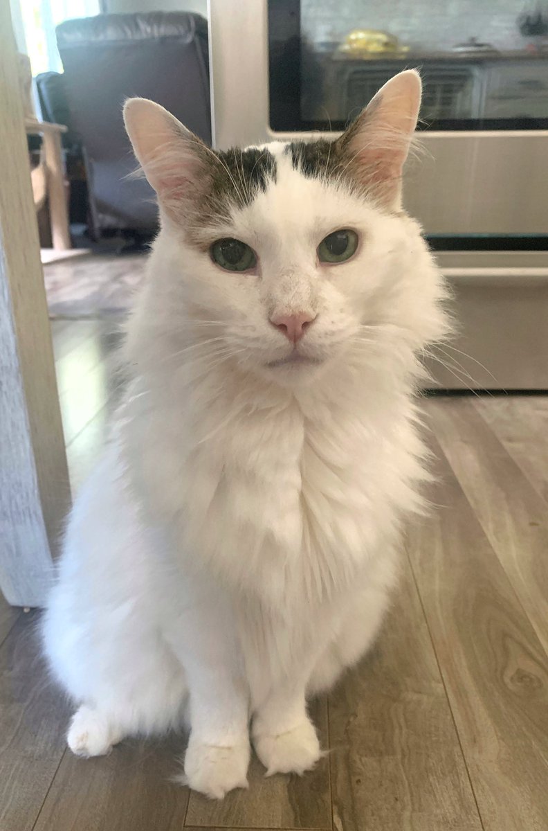 aimeearsenault's tweet photo. Ladies, if he:

🚩doesn’t pay rent

🚩acts different when your mom’s around

🚩expects praise just for being handsome

🚩only wants to hang out when you have food

he isn’t your man, he is your parents’ cat. https://t.co/9xxFWVvD9N