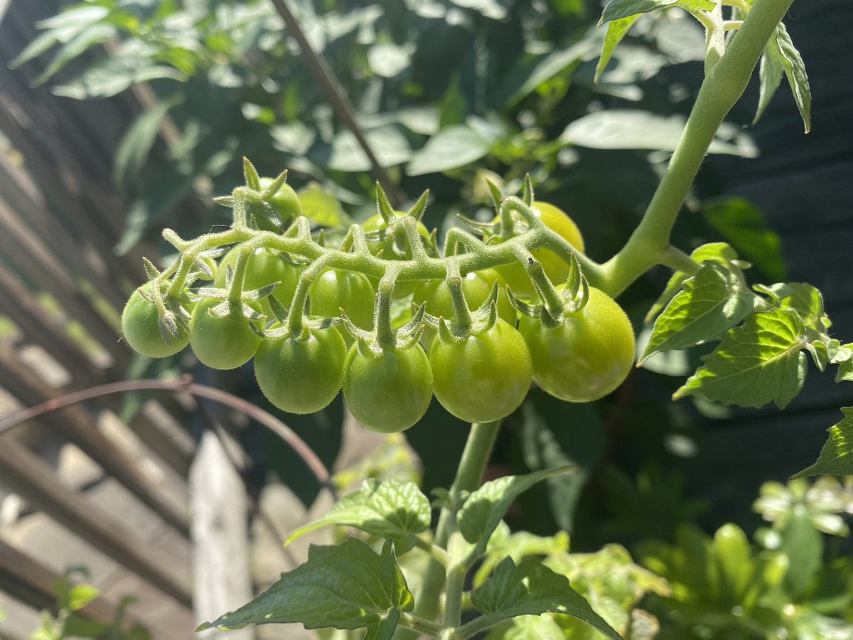 #backdecktomatoes