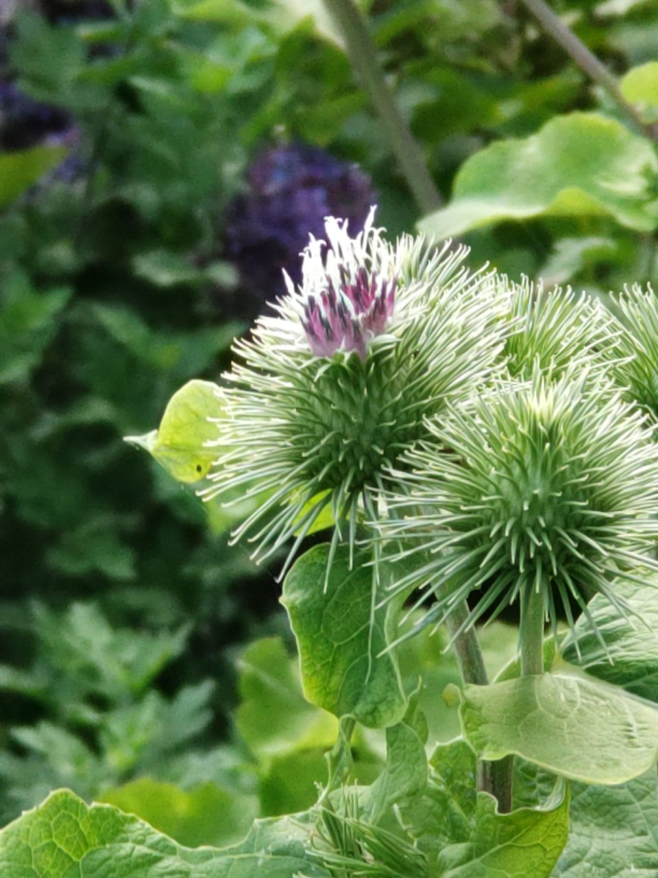 تويتر ゴボウの花 البحث في تويتر