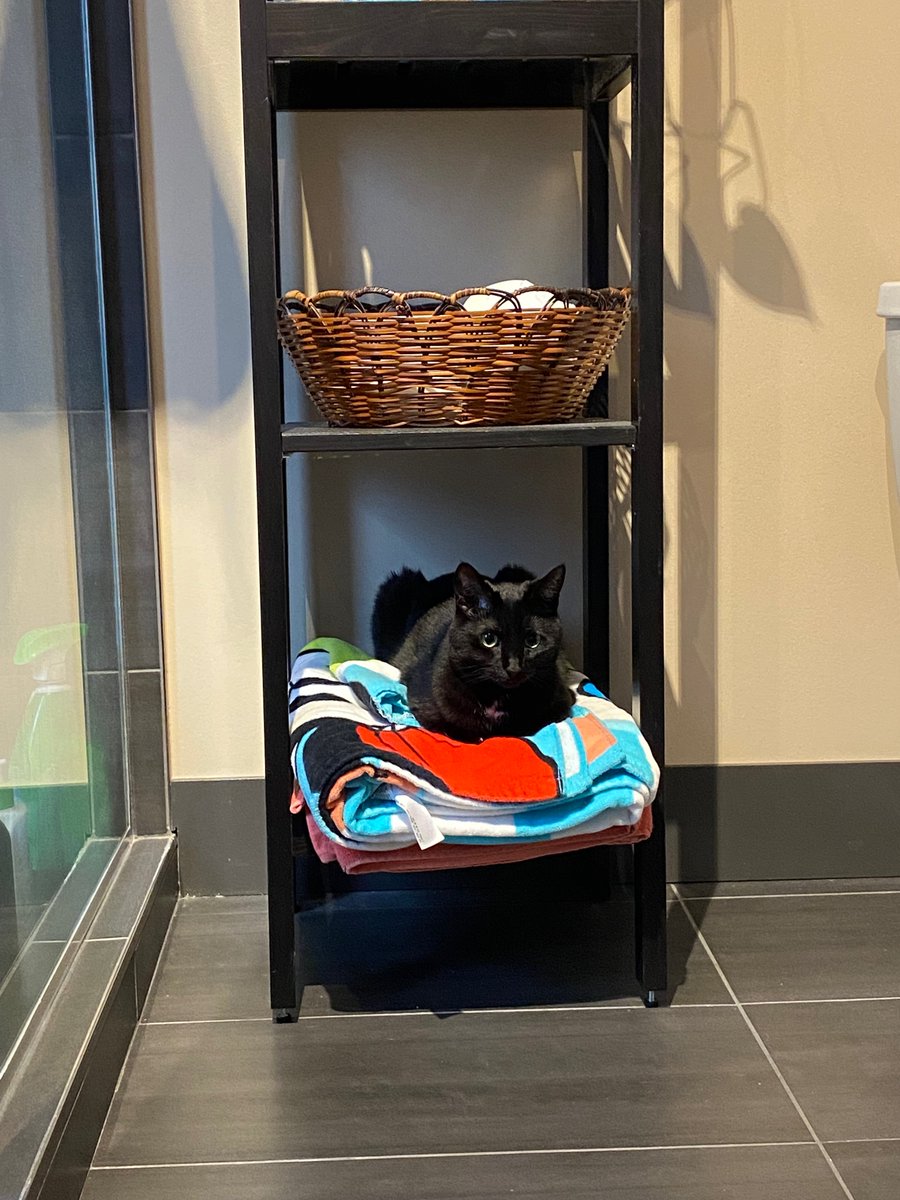 tracyj456's tweet photo. … and the queen has found a new comfy spot.  🐈‍⬛ #bathroomcat #lilprincess #pumpkin https://t.co/PWQsFsd243