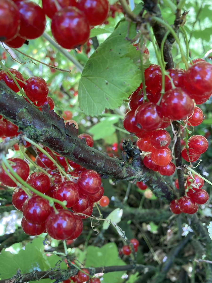 Gilli_TheCook's tweet image. Summer fruit ready for picking #glut#summertime#jams
