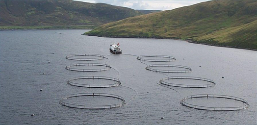 Next update of Sea Lice data will be on Tuesday (5th July) instead of Friday 1st July aquaculture.scotland.gov.uk/default.aspx
