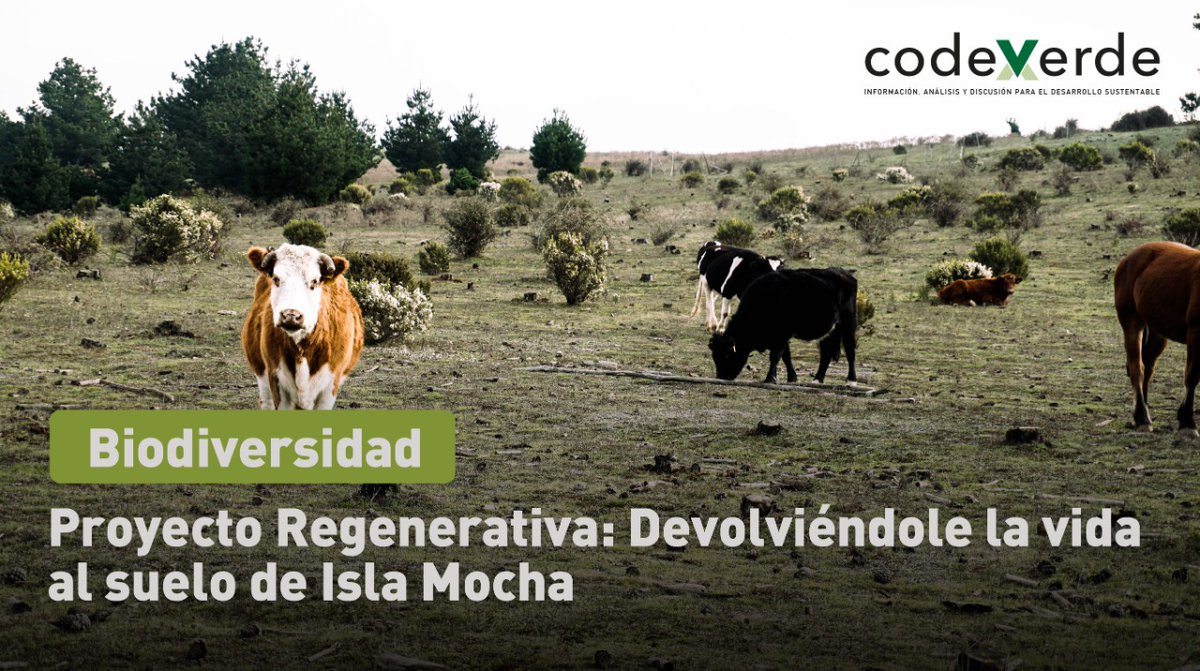 El equipo de <a href="/RegenerativaCL/">Regenerativa</a> lleva a cabo el proyecto “Regenerativa Comunitaria de Isla Mocha”, enfocado en la regeneración de los suelos agrícolas y en  ampliación de su cobertura de vegetación nativa, para mejorar la resiliencia ante el cambio climático bit.ly/3ytqEJ5