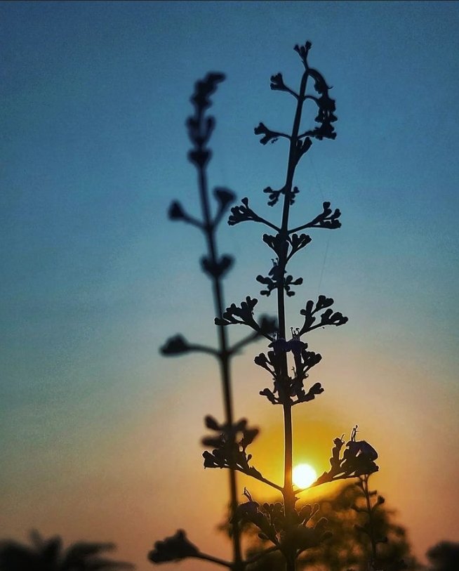 GAP-ORGANIC tweet media