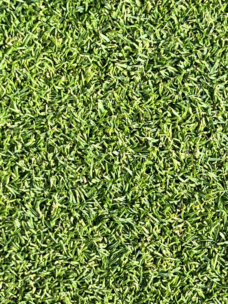 NickSwanson83's tweet photo. Greens coming along nicely down at @Forresterpark, a lot of hard work involved and the right methods at the right time ⛳️⛳️🏌️‍♂️ https://t.co/eVoUiCf3Wq