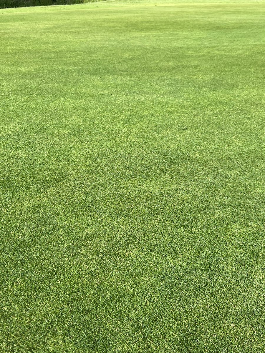 NickSwanson83's tweet photo. Greens coming along nicely down at @Forresterpark, a lot of hard work involved and the right methods at the right time ⛳️⛳️🏌️‍♂️ https://t.co/eVoUiCf3Wq
