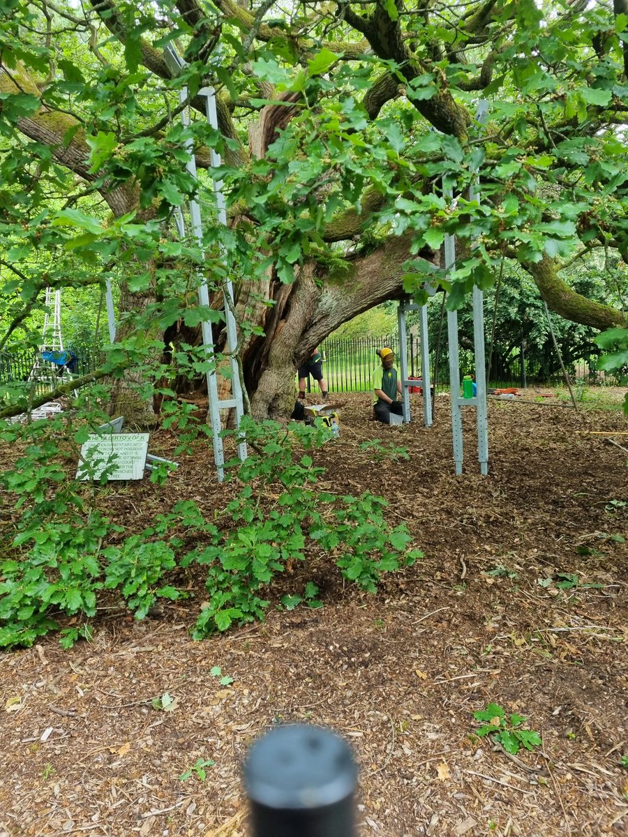 DealgaO's tweet photo. New props being installed on the Allerton Oak in Calderstones Park, Liverpool. Bartlett guys doing a superb job. https://t.co/7TsYzo6ybh