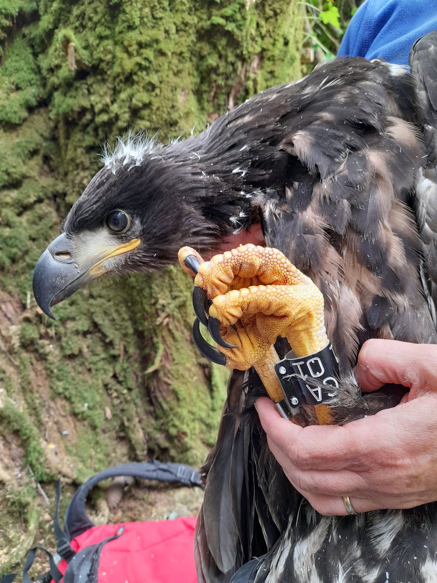 KerryeagleMee's tweet image. Great to make a start on our groovy new engraved col rings (series GA00-99) for WTEs in Ireland, replacing wing tagging as unique identifiers in the field. Tks to @GlengarriffWood @DamianClarke9 @AlanMc_23 for tree climbing and bird handling
@npwsBioData @_BTO