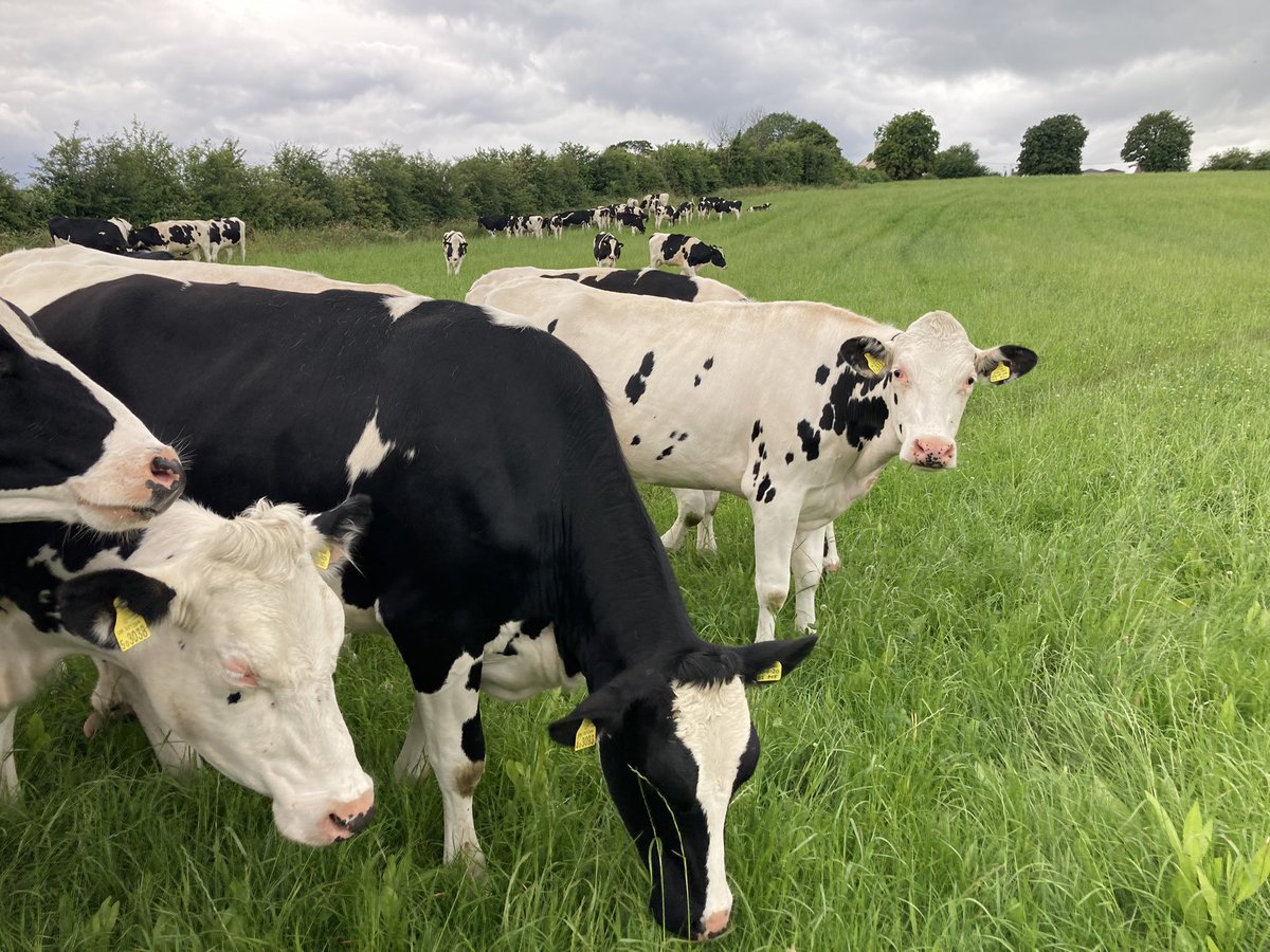 In-calf heifers (and a few beef) enjoying some fresh herbal ley but not straying far from the hedge we left to grow up and mature. Not quite up to @howemill standard s but we’re getting there slowly! #grazing #teamdairy #SoilHealth #grasstomilk #biodiversity