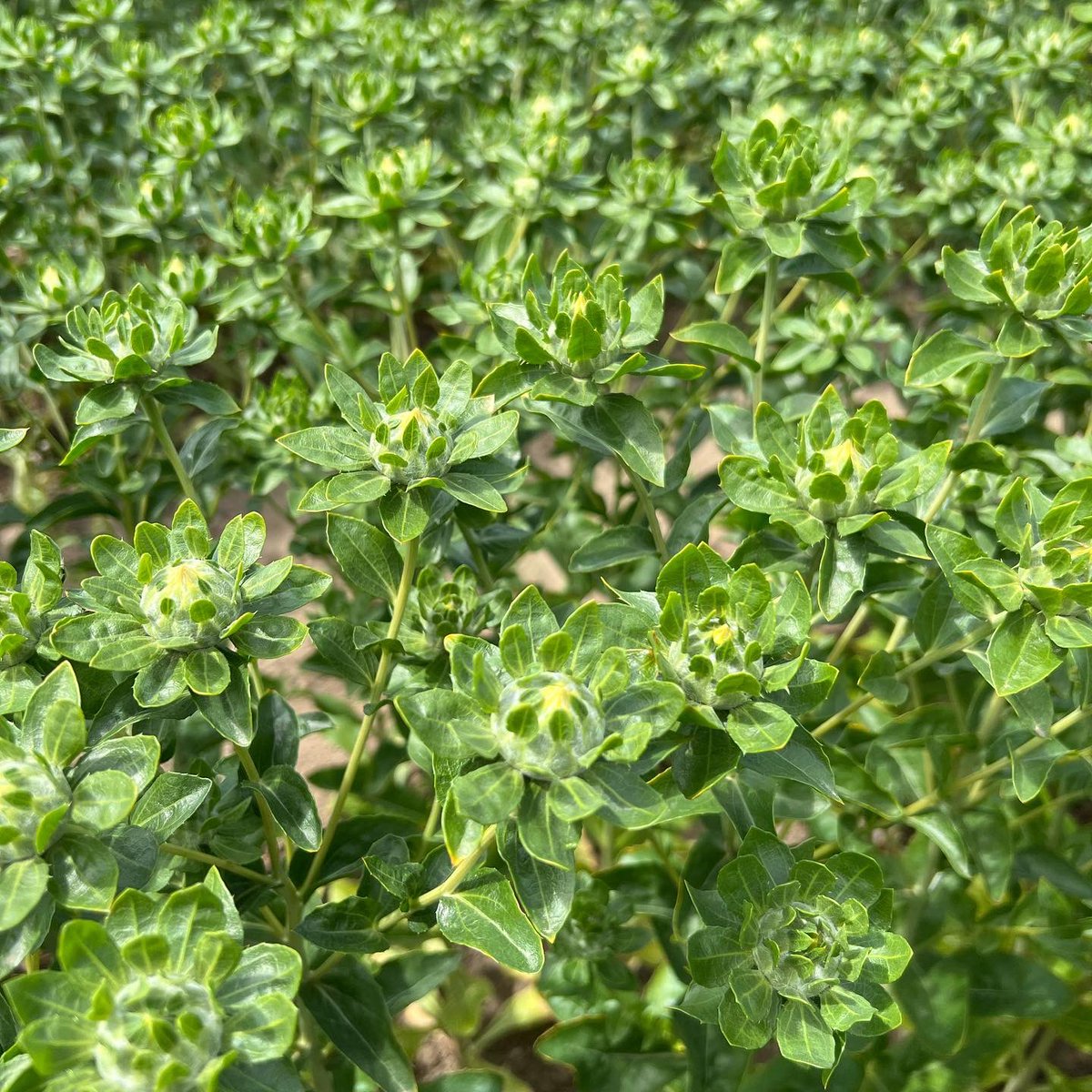 NAYLOR FLOWERS Ltd tweet media