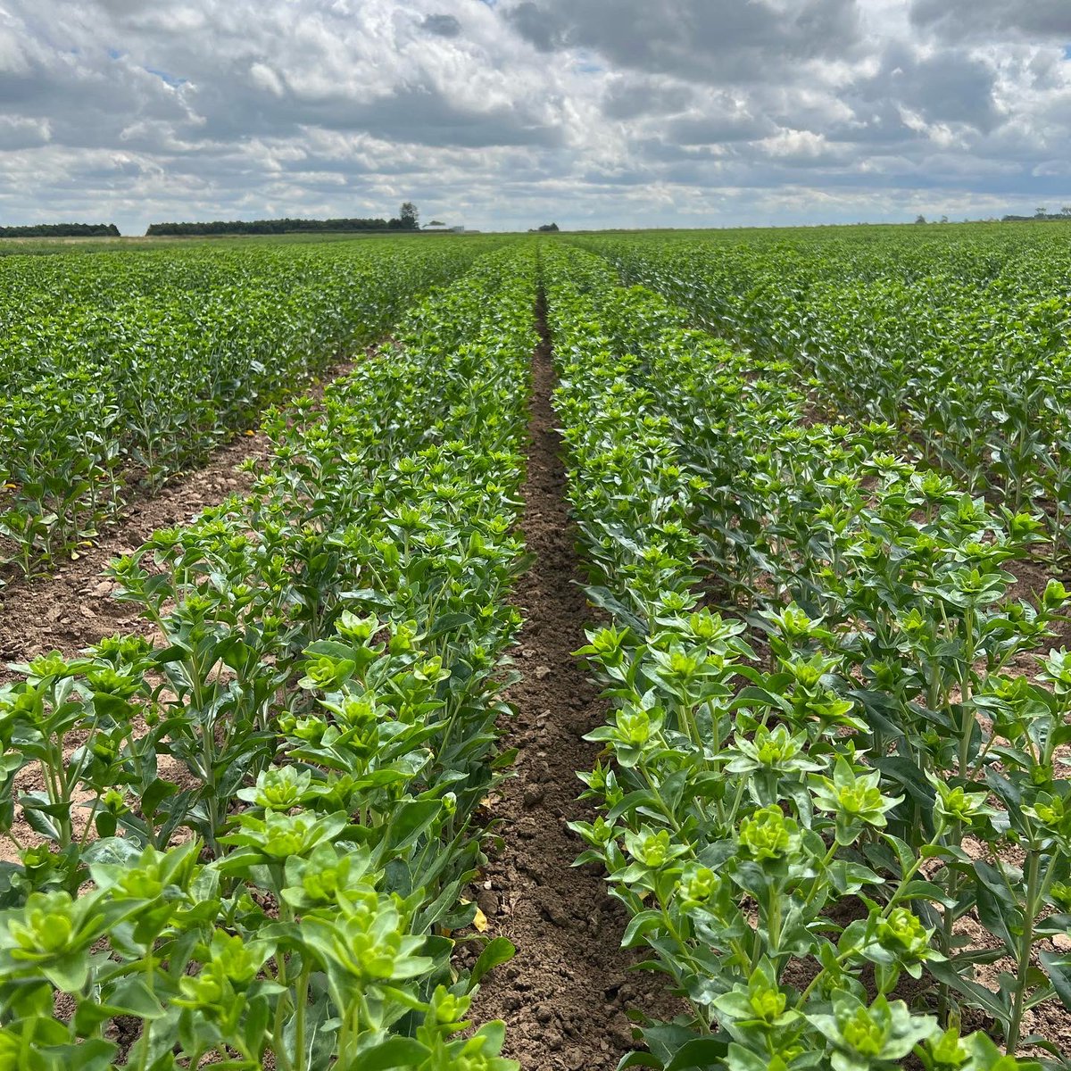 The Carthamus is coming along nicely 🐞🌱📸 #britishflowers #carthamus #wildlife #fieldshots