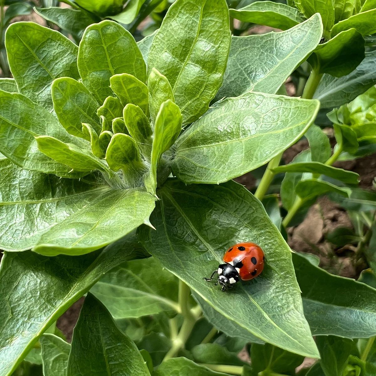 NAYLOR FLOWERS Ltd tweet media