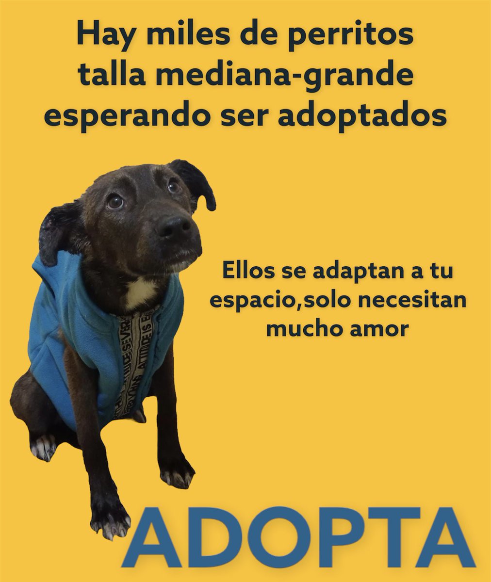 Morita sigue en adopción ✨🐶✨