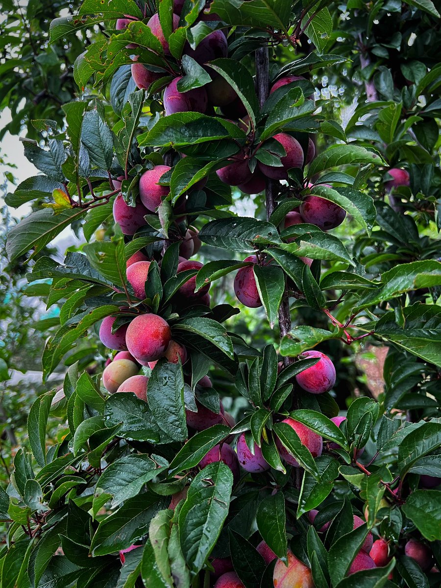 iamanthakur's tweet photo. Fresh from the Farm.
@Cheggifarms 
#cheggifarms #ratnari #shimla #HimachalPradesh https://t.co/bFZH5dDF28