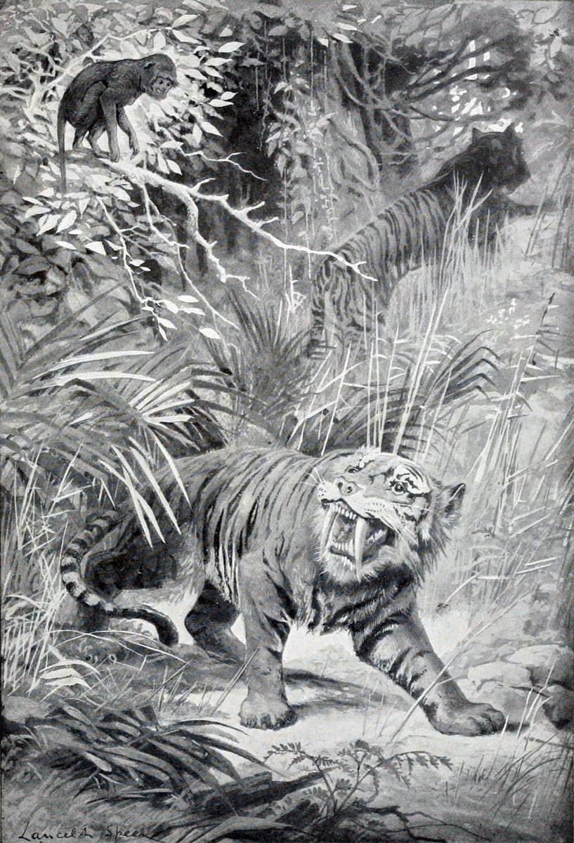 "Sabre-toothed tiger" is an infamous common name for Smilodon and other machairodontines, but when and where did it originate? It turns out that it dates back to a an 1849 poem and originally referred to Homotherium.