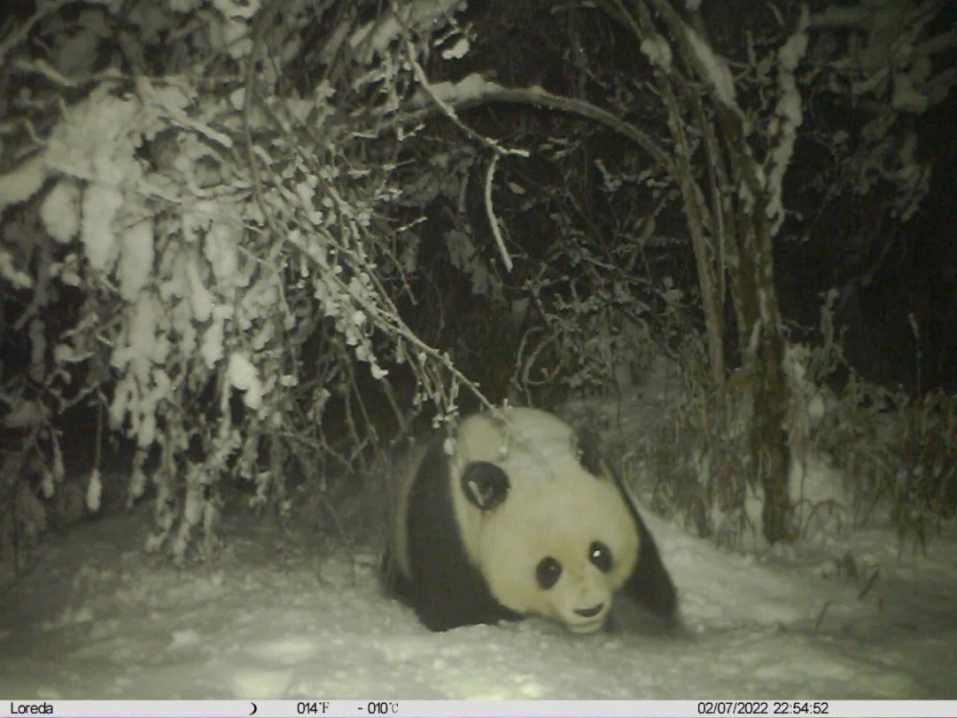 pandas_fr's tweet photo. 🐼 🇨🇳  Incroyables photos d’un #panda sauvage sur une épaisse couche de neige le 7 février dernier dans la réserve naturelle de #Fengtongzhai dans le comté de @baoxing_cuties @Amazingsichuan La température affichée est de -10 !!

📸 Fengtongzhai NR
https://t.co/QYVgSCHpvu https://t.co/ssmSIJ7k0R