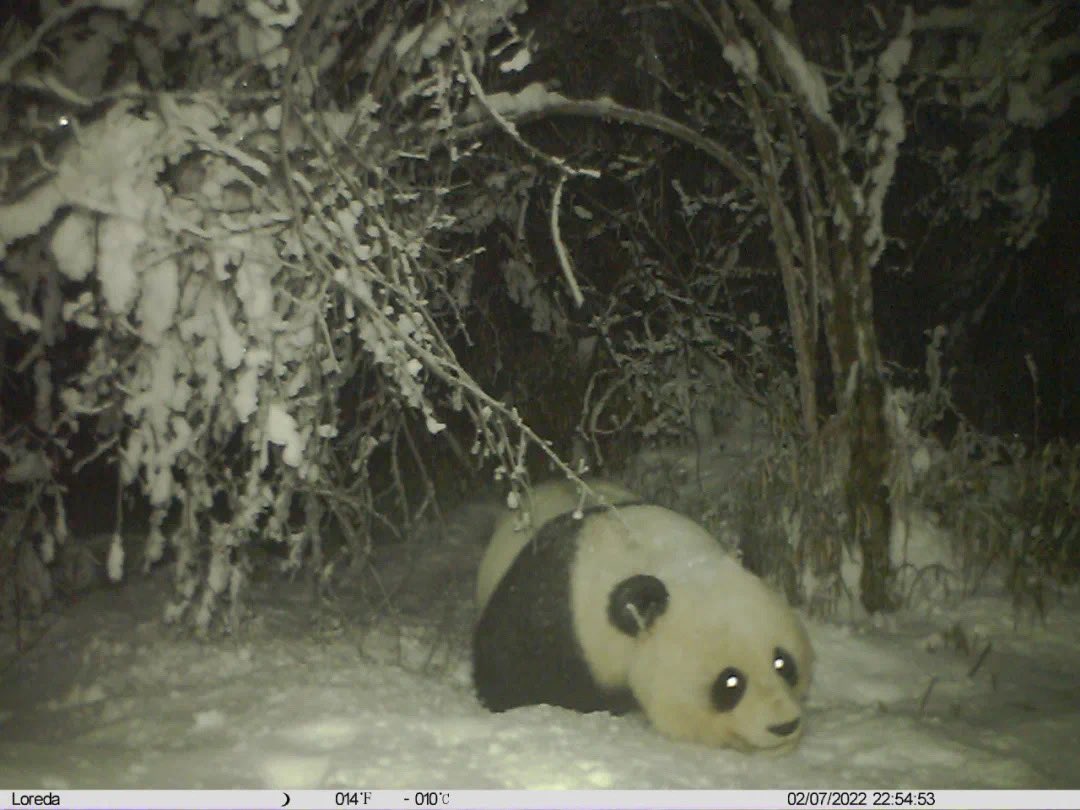 pandas_fr's tweet photo. 🐼 🇨🇳  Incroyables photos d’un #panda sauvage sur une épaisse couche de neige le 7 février dernier dans la réserve naturelle de #Fengtongzhai dans le comté de @baoxing_cuties @Amazingsichuan La température affichée est de -10 !!

📸 Fengtongzhai NR
https://t.co/QYVgSCHpvu https://t.co/ssmSIJ7k0R