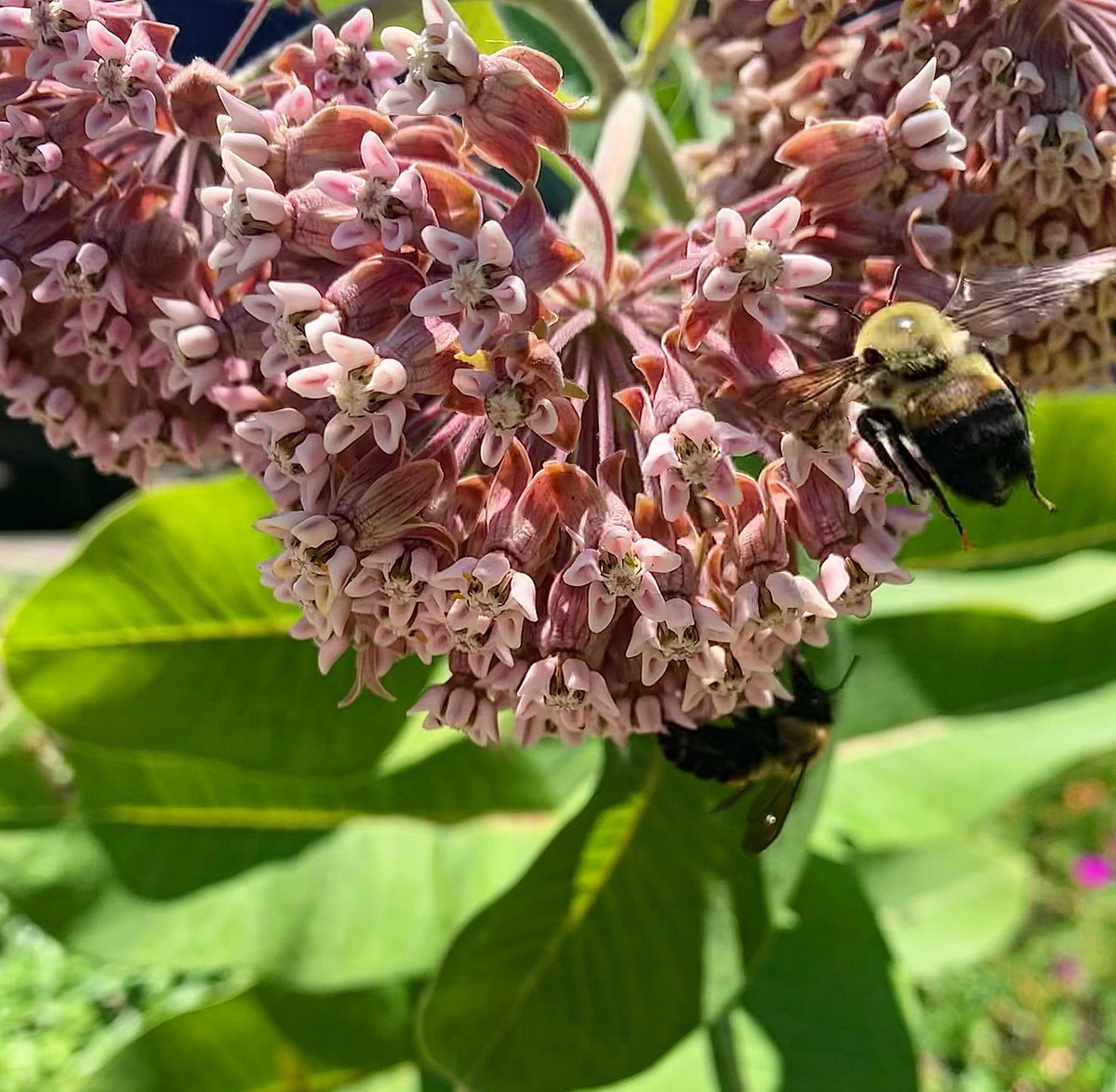 HamiltonNature's tweet photo. Common Milkweed is a pretty plant bursting with pink flowers, vibrant green leaves &amp; is a pollinator haven
🐝🦋🪰🪲 It’ll look great in your garden or potted on your balcony. Taking biodiversity action is best done by all of us everywhere🌎

📸Deb Lace-Kelly
#HamOnt #HamOntBAP https://t.co/6uuKzOHin7