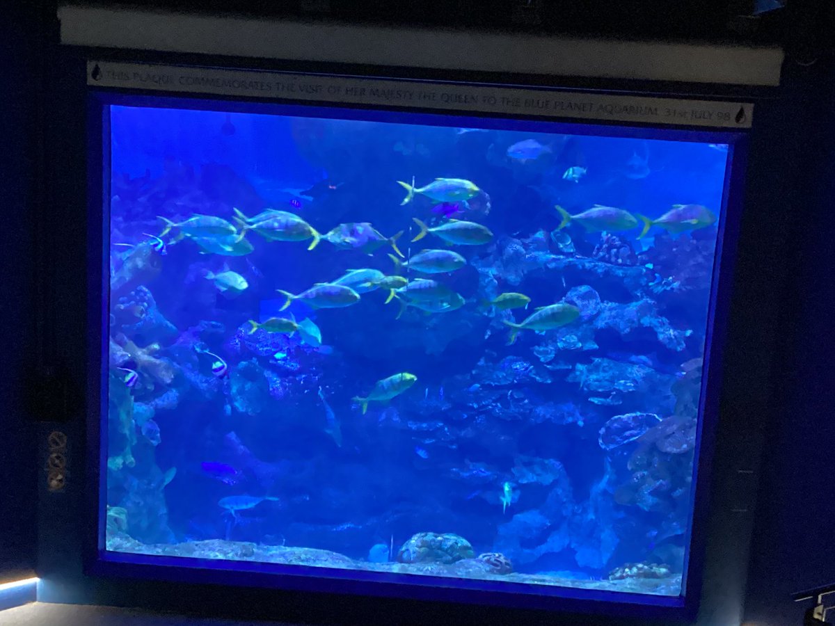 Clews_SP_R's tweet photo. Y5 have had an amazing day at the Blue Planet Aquarium, observing lots of different animals in their habitats. 
#science
#blueplanetaquarium https://t.co/92mBgPhBYY