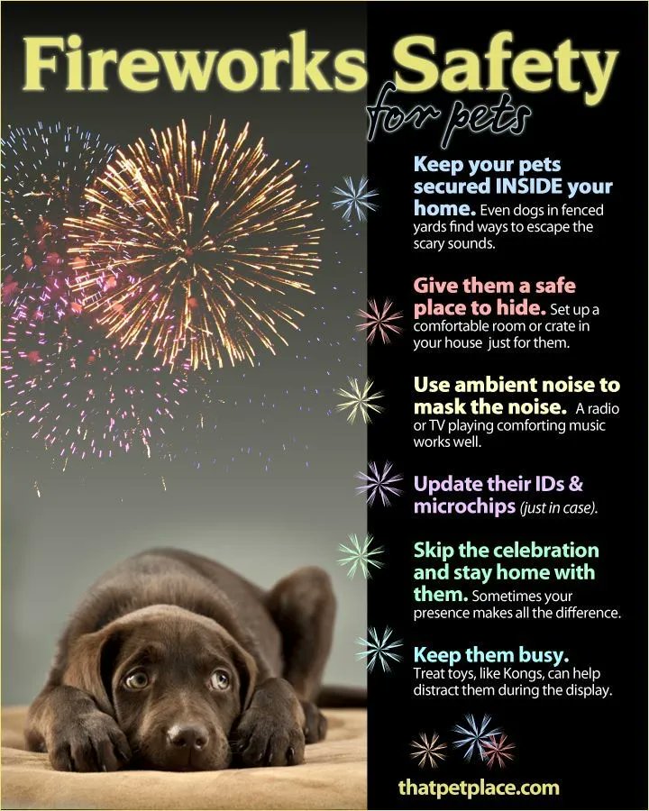 Keep Your Dog Away From Fireworks. “First of all, don't take your dogs to fireworks shows! “And don't leave them outside during fireworks.” Keeping your dog inside in the evening on the Fourth of July is the best idea, especially if you fear they might not react well.