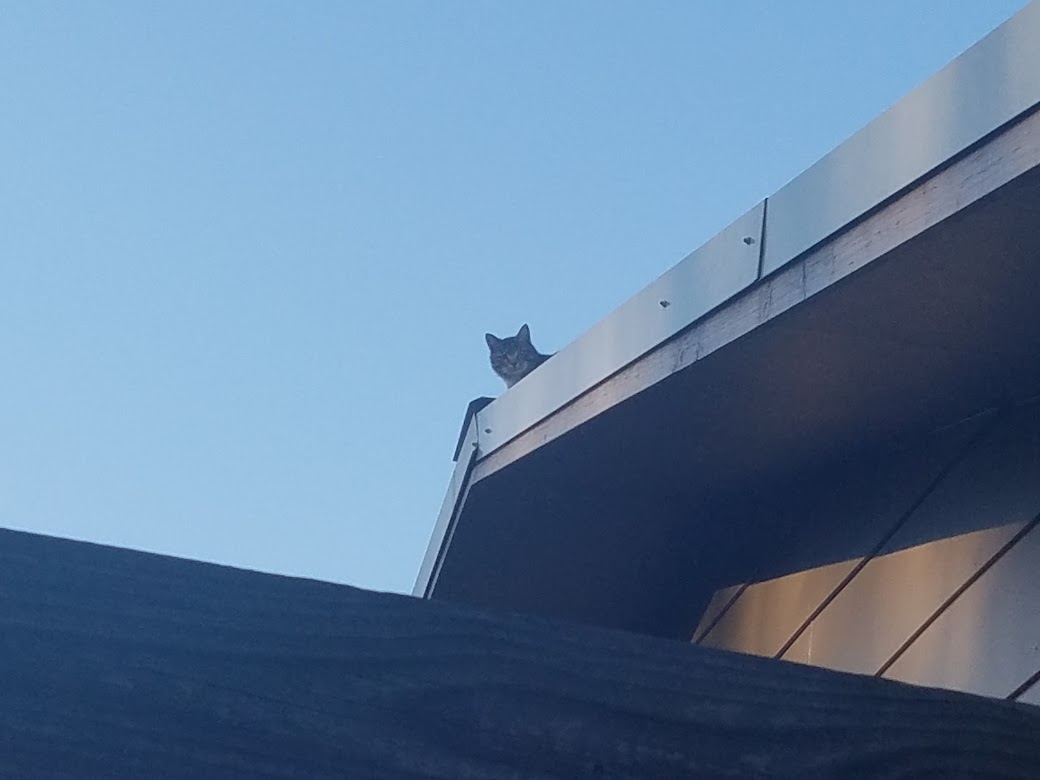MisterSister__'s tweet photo. When I was an outdoor Kitty I liked to get on the roof too!!! @hucktheroofdog πΊπΎ πΆπ #roofdog #roofcat #CatsOfTwitter #DogsofTwittter https://t.co/G30uTl2hUV
