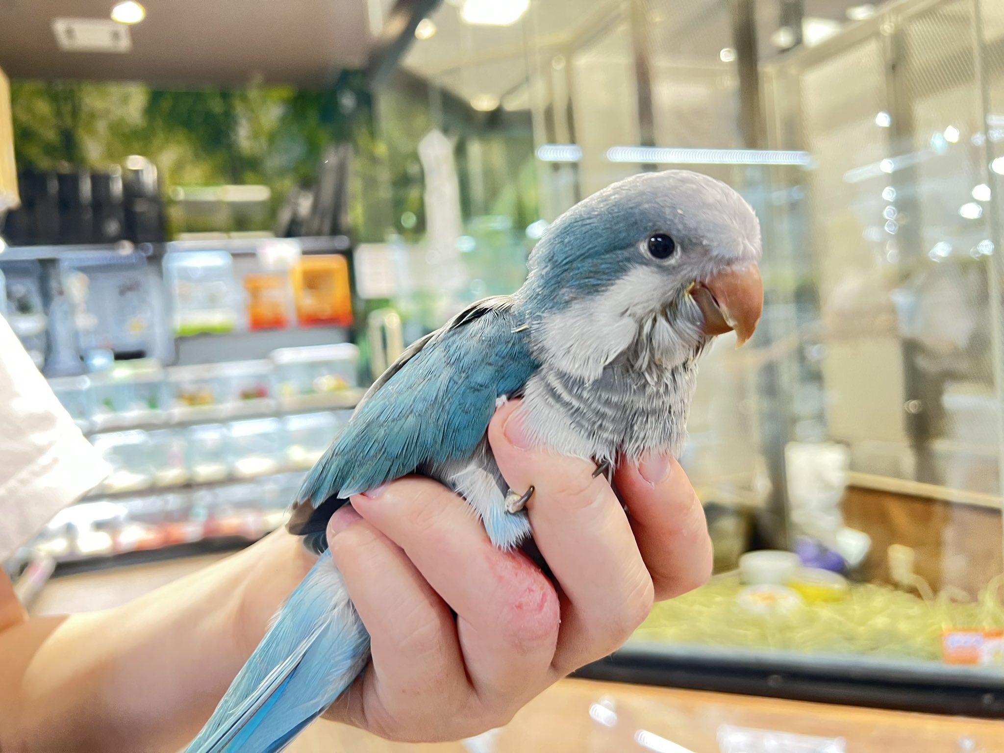 オキナインコ販売 Twitter Search Twitter