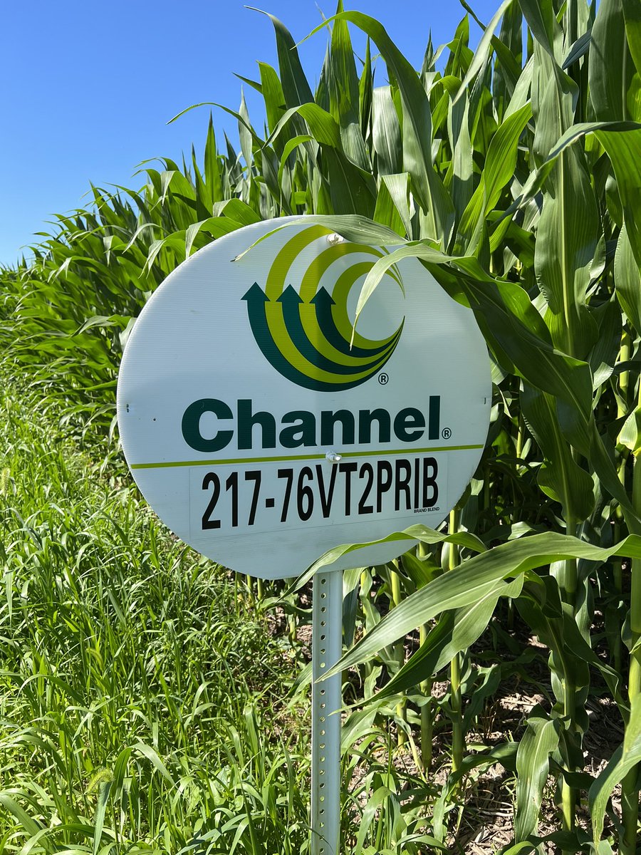 Dan Lynch tweet media