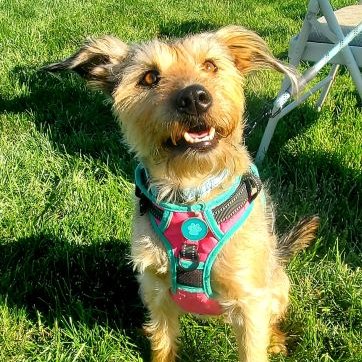 Looking for a fun dog-friendly activity this July 4th weekend? #workingdogwinery is happy to welcome your well-behaved, leashed furry friend to our large manicured lawn. We have plenty of water available but please remember a water bowl. 
Thanks for stopping by Brandy! #dogsofwdw